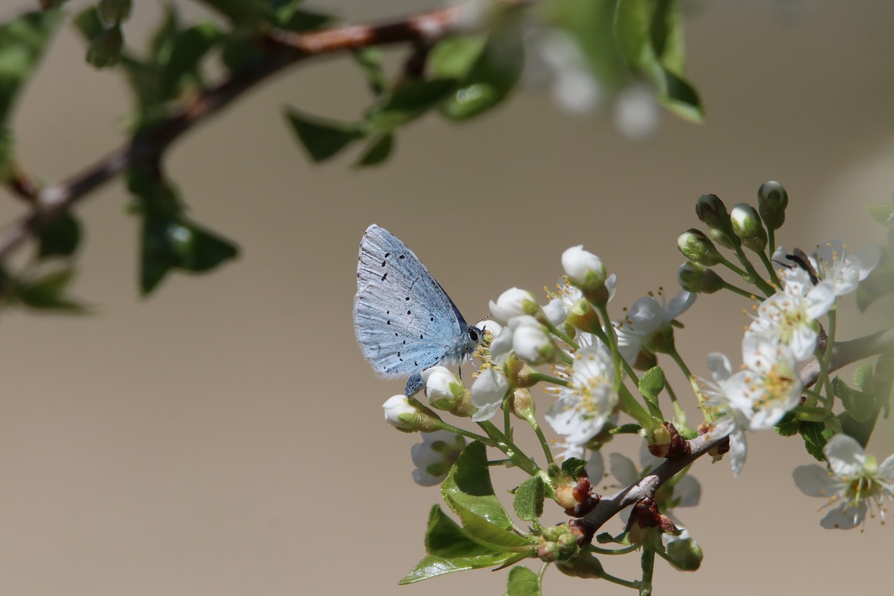La biodiversité : un trésor à préserver pour un avenir radieux