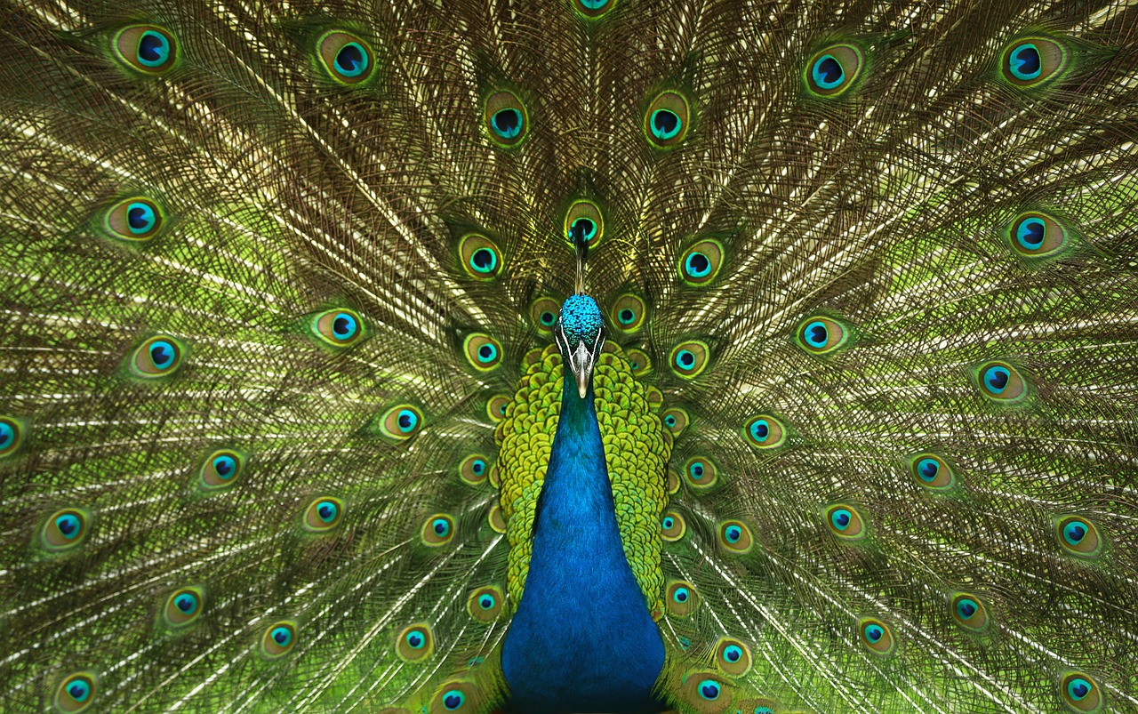 La faune : un trésor vivant à protéger
