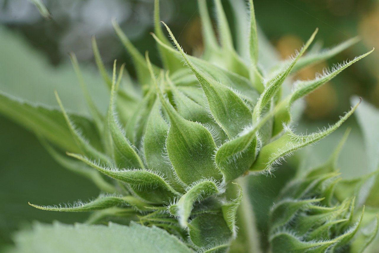 La flore qui éveille nos émotions