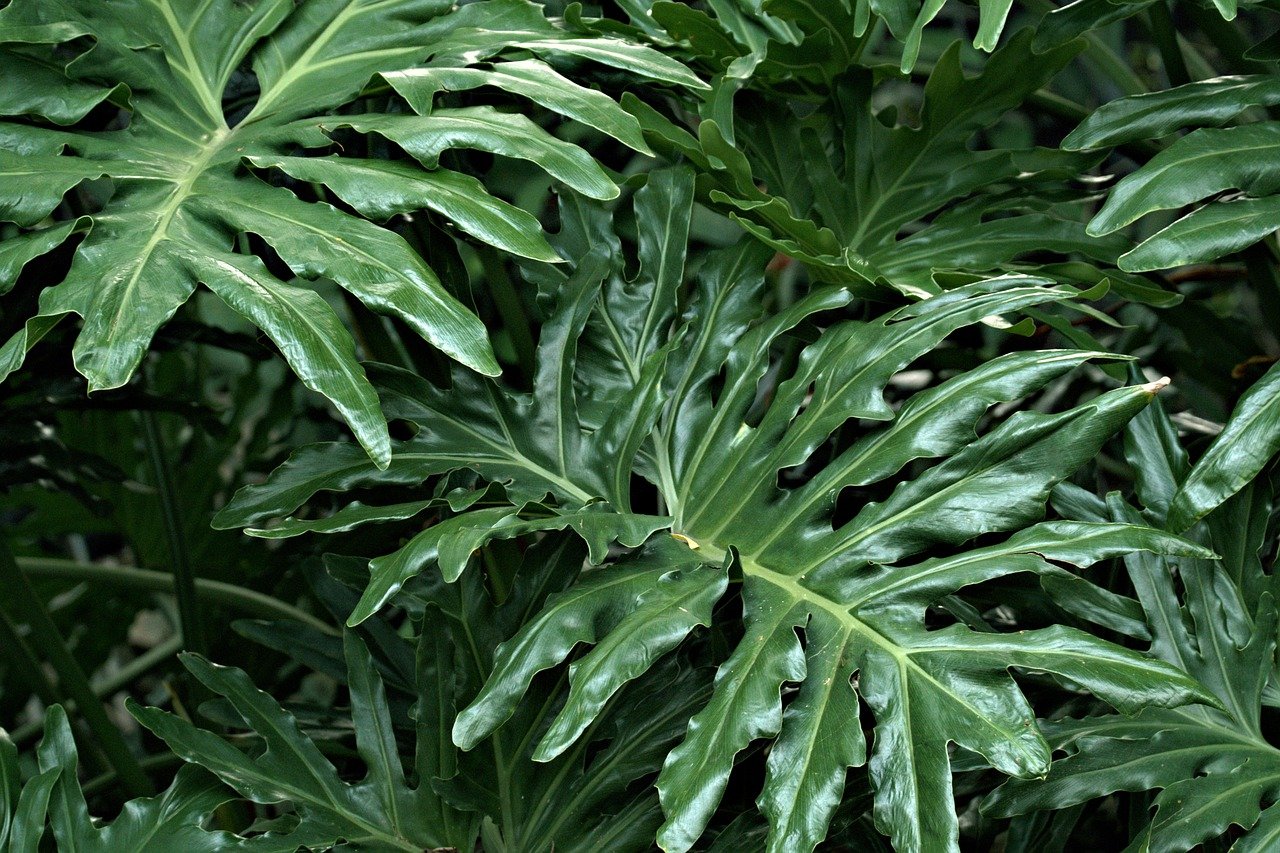 La magie des plantes tropicales : un voyage au cœur de la nature