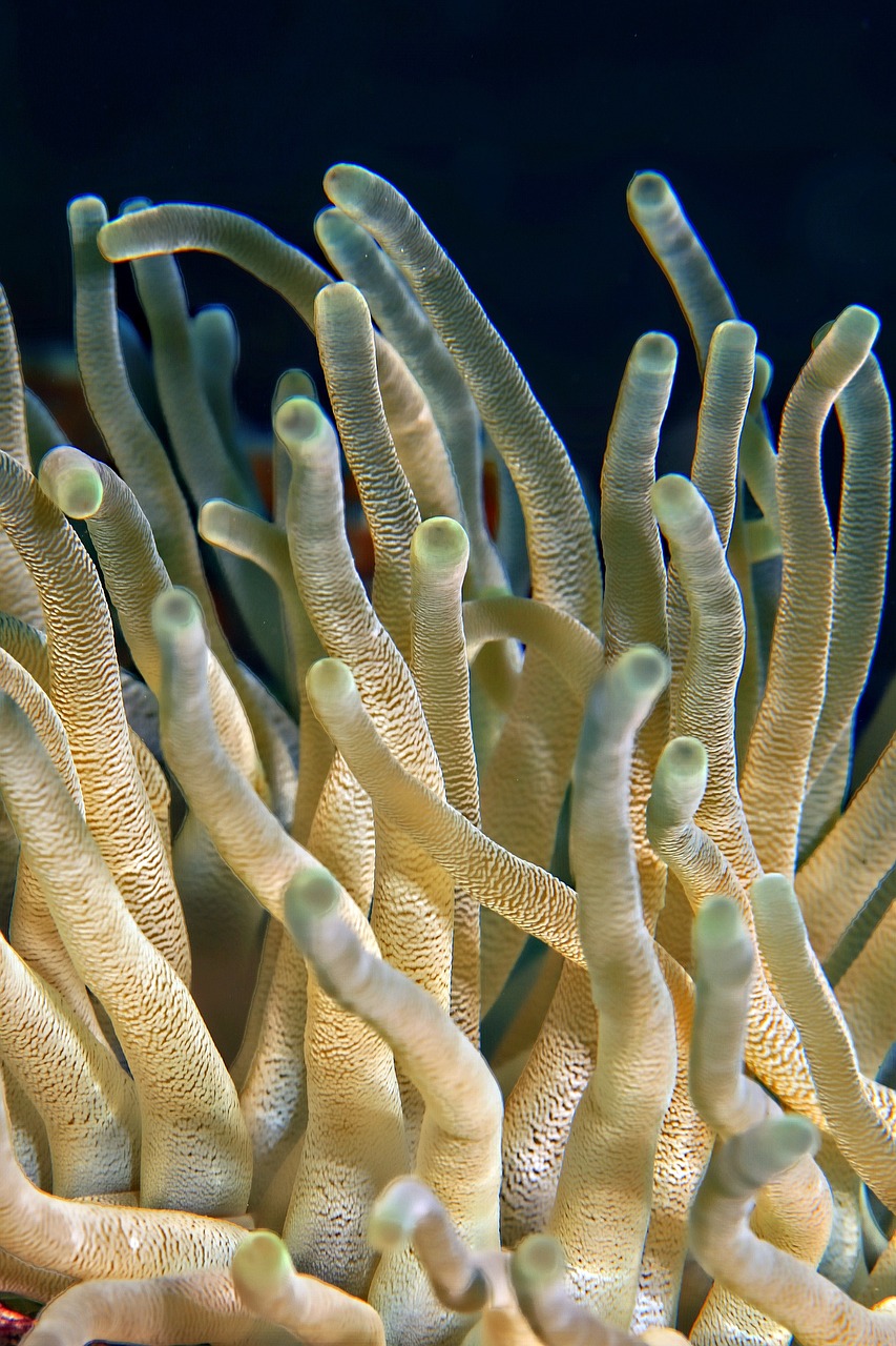 Le corail et l'émerveillement d'un monde en péril