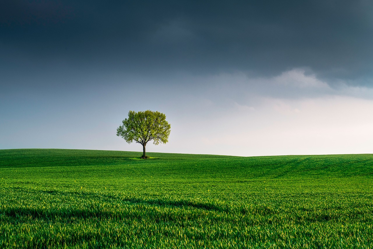 L'environnement, notre héritage émotionnel à préserver